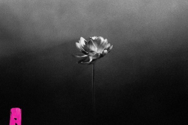 Little Simz – Lotus